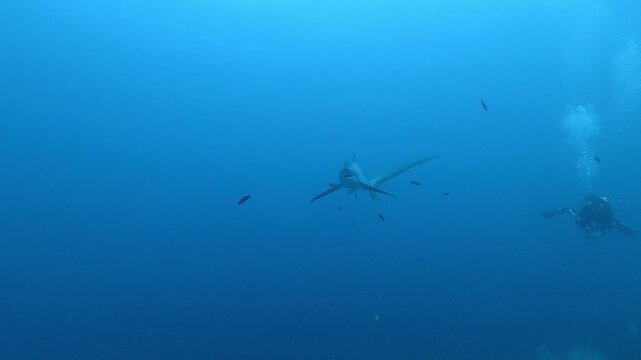 A thresher shark &ndash; Alopias pelagicus &ndash; swims very close above the camera, showing its elongated tail before turning and leaving. Check my portfolio for more thresher shark footage.