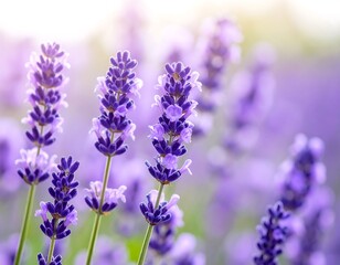 Lavender blossoms in soft focus