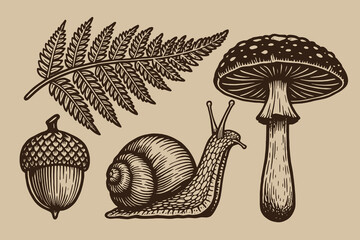 Mushroom snail acorn fern engraving black outline vector illustration © Victoria