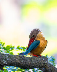The stork-billed kingfisher, is a tree kingfisher which is widely but sparsely distributed in the tropical Indian subcontinent and Southeast Asia, from India to Indonesia. 