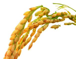  Close-Up of Ripe Rice Panicle with Dew Drops, Isolated on White Background