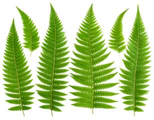  Tropical Green Fern Leaf Set, Flat Lay, isolated on transparent background png