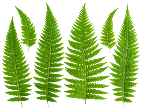  Tropical Green Fern Leaf Set, Flat Lay, isolated on transparent background png