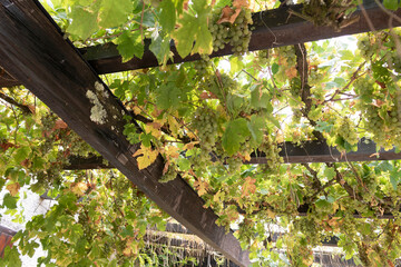 Grapes in the garden
