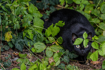 Schwarze Katze lauert zwischen grünem Laub in einem Garten