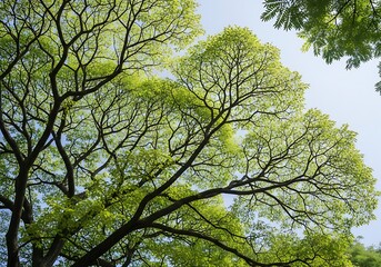 Fototapeta premium Looking up into a vibrant green tree canopy with dark branches silhouetted against a clear blue sky, evoking nature's beauty and growth.