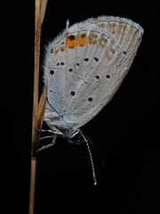 Kurzschwanzbl&auml;uling