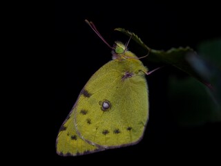 Colias sp.