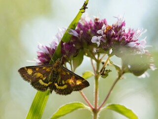 Falter im Gegenlicht