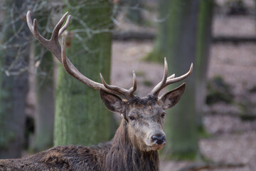 A deer with large antlers stands in a forest