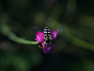 Halbmondschwebefliege