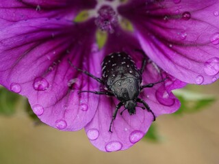 Trauerrosenk&auml;fer
