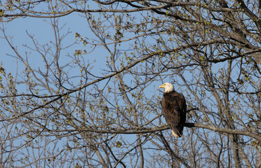 bald eagle on a branch
