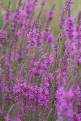 Fototapeta premium Vibrant purple looses trife flowers in bloom