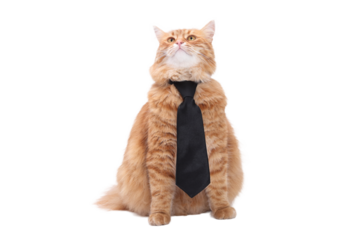 Fluffy ginger cat in black tie isolated PNG with transparent background, adorable stylish pet illustration, business and fashion concept design
