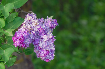 Light purple lilac flowers with spotted faded petals on bush with green leaves. Seasonality