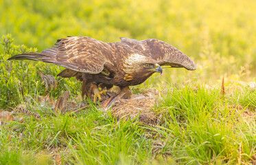 Golden Eagle with Prey