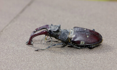 Close-up of a stag beetle on the ground