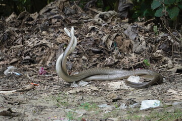 King cobra Snakes engaged in a dominance battle rather than mating