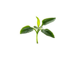 Obraz premium Young green plant sprout isolated on transparent background