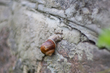 The snail on the stone wall