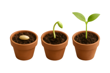 Three Pots Showing Seed, Sprout, and Young Plant Stages on Transparent Background