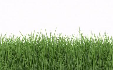 Fototapeta premium Vibrant green grass blades against a clean white background