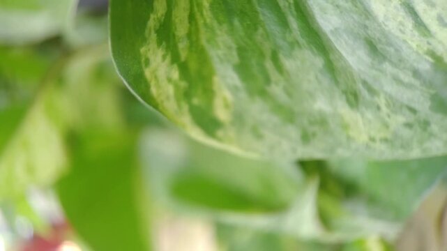 Slow-motion shot of a beautiful, patterned leaf in a natural environment
