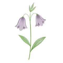 Watercolor cute purple Bellflower illustration.