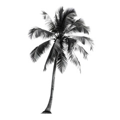 Stunning coconut palm silhouette high resolution picture