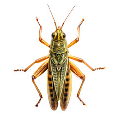 Orthoptera Isolated on a transparent background