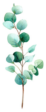 Watercolor eucalyptus sprig (2)