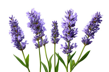 Naklejka premium Close-up of five lavender sprigs against a black background. Vibrant purple flowers cluster on stems with green leaves. Sharp focus, high contrast