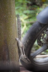 Close-up of a squirrel on the tree bark, wheel of a bike in the background