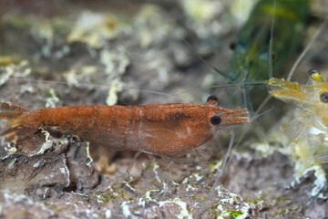 Close-Up of Red Cherry Shrimp on Textured Surface