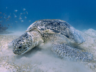 Obraz premium Underwater Scene with Sea Turtle and Reef Fish