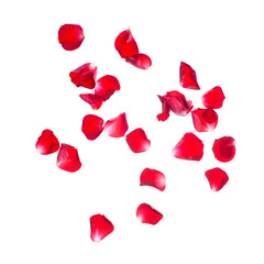 scattered red rose petals in white transparent png background cutout