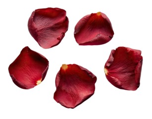 Five deep crimson rose petals arranged in a loose, centered cluster against a pure black background.  Each petal displays a slightly textured surface and distinct edges