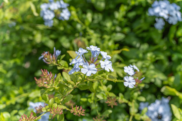 Plumbago auriculata leadwort. Delicate clusters of pale blue Plumbago flowers bloom among vibrant green leaves. A soft, natural scene with vivid summer light.