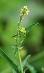 Sisymbrium officinale grows in nature