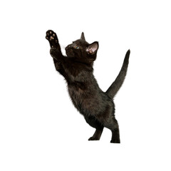 Fototapeta premium Transparent PNG available PNG Blackcat jumping background animal kitten 