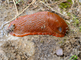 Close-up of the invasive Lusitanian slug (Arion vulgaris) crawling on soil, a notorious garden pest and agricultural threat