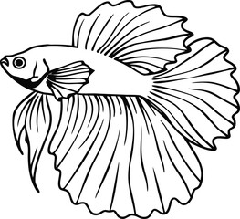 Elegant Betta Fish Line Drawing Vector – Stylized Siamese Fighting Fish with Flowing Fins Isolated on White and Transparent Background