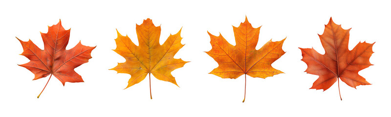 Fototapeta premium Set of Maple leaf isolated on transparent background, PNG format, cut out