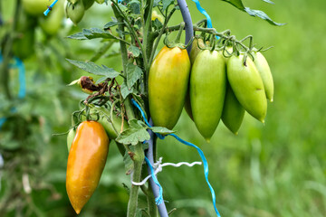A close-up of elongated tomatoes, some green and one starting to ripen to a yellow-orange color.