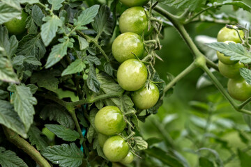 A close-up shot of a large cluster of small green cherry tomatoes on a plant.