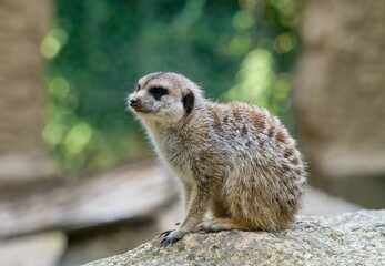 Fototapeta premium meerkat on the lookout