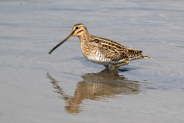 Bécassine des marais,Gallinago gallinago, Common Snip