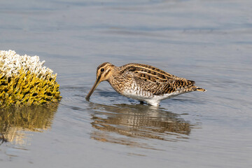 Bécassine des marais,Gallinago gallinago, Common Snip
