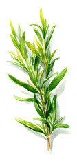 Obraz premium Illustration of a sprig of aromatic herb. Aromatic, vibrant green herb sprig with light yellow highlights on leaves. Stem is light tan. Detailed, botanical style